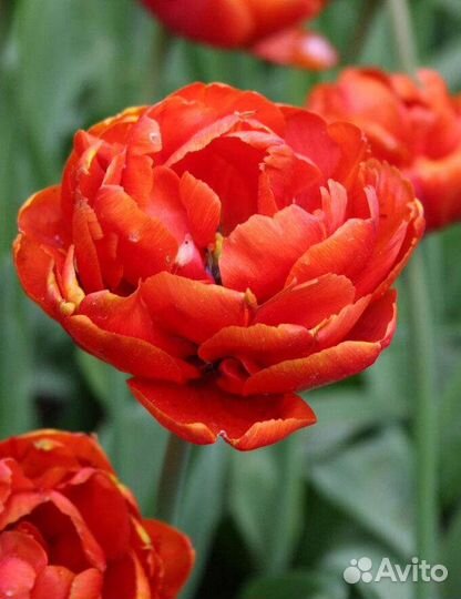 Тюльпаны оптом и в розницу на 8 марта