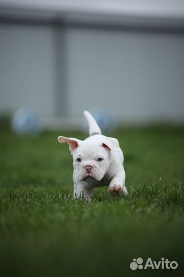 Американский булли покет