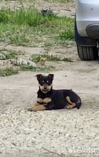 Спасти девочку