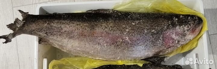 Форель свежемороженная
