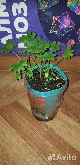 Пеларгония