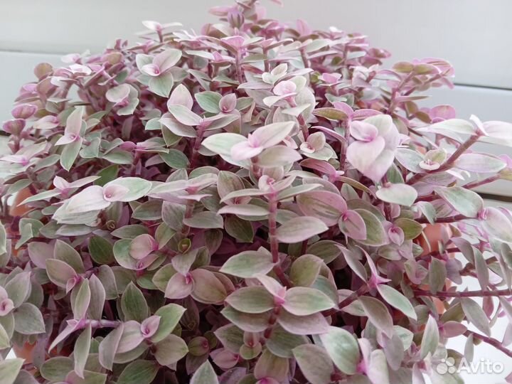 Фикус бенджамина Старлайт и другие растения