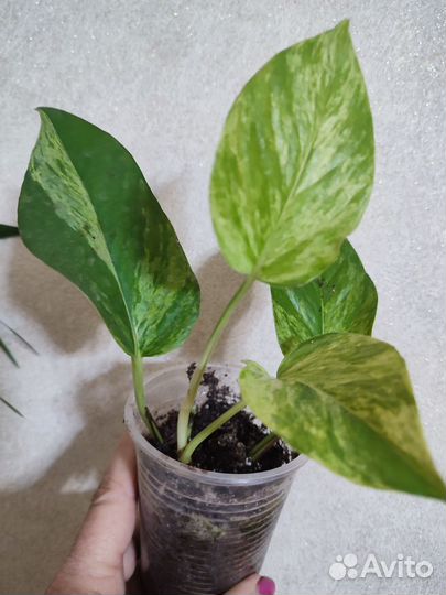 Сциндапсусы