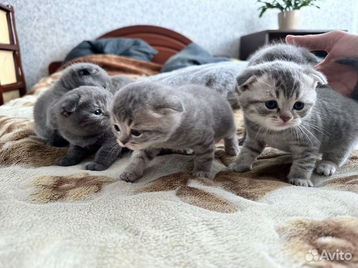 Шотландская вислоухая