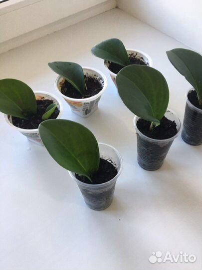 Пеперомия туполистная