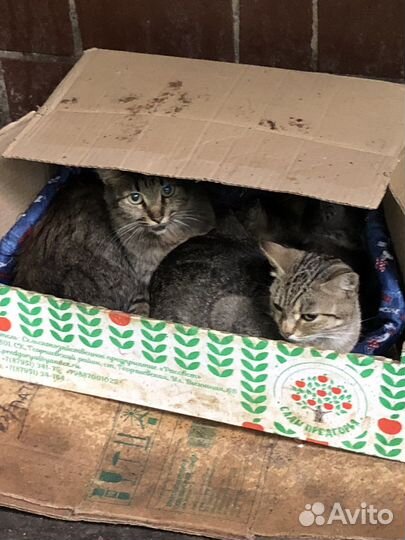 Кошки котята сиротки брошены людьми заберите в дар