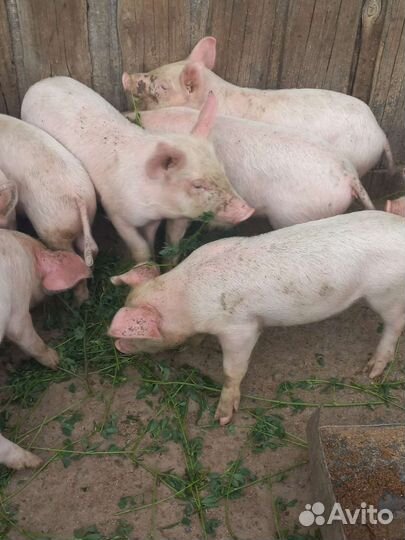 Поросенок ландрас