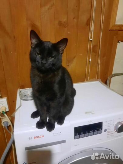 Кот в кустах в добрые руки бесплатно