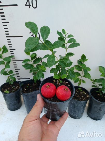 Псидиум Кетли