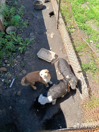 Отдам в добрые руки