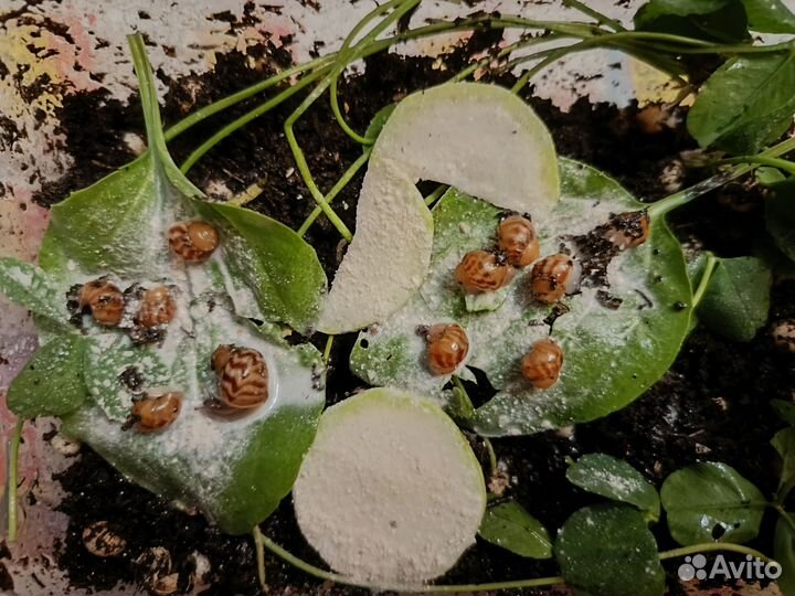 Ахатина ретикулята улитята