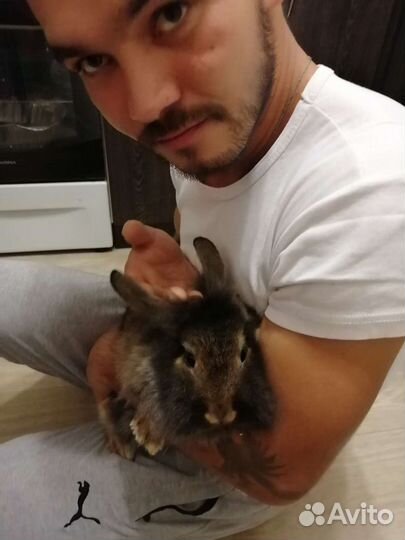 Передержка домашних животных