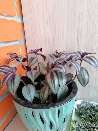 Традесканция зебрина