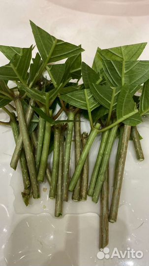 Гортензия метельчатая черенки