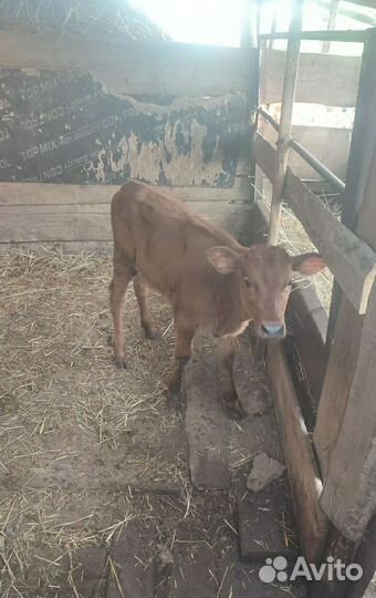 Телка телочка