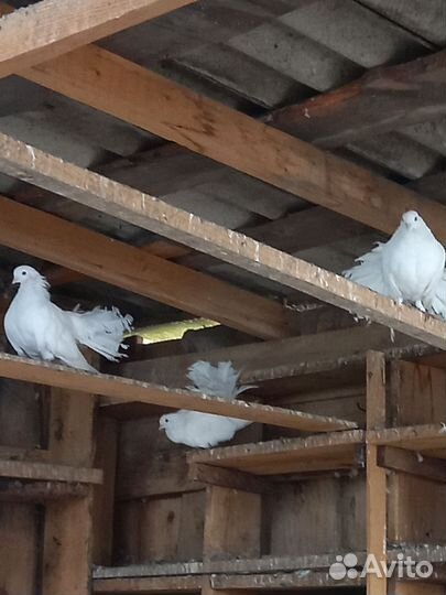 Голуби павлины
