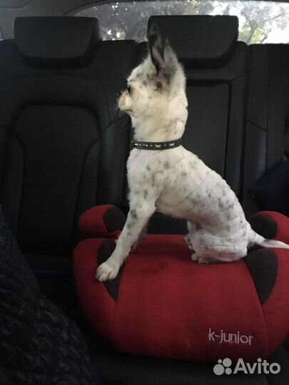 Вязка,кобель