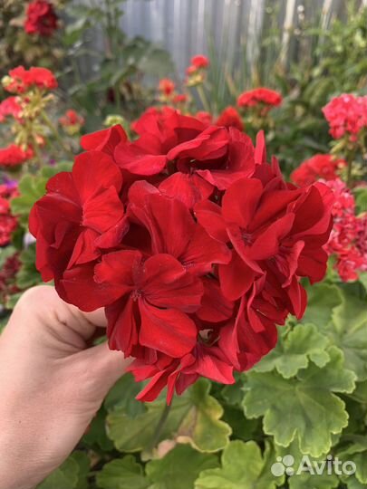 Пеларгония герань укорененный черенок