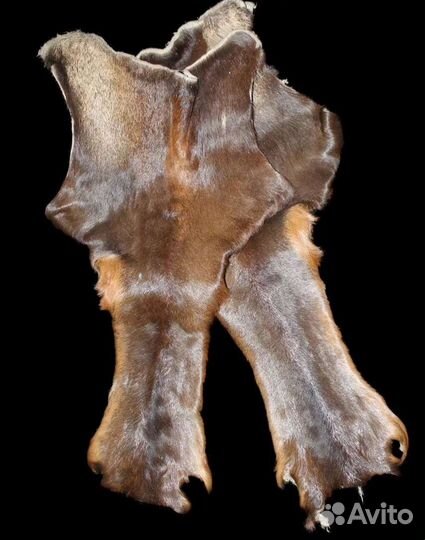 Камус благородного оленя