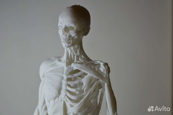 Экорше 27см(модель человека без кожи)