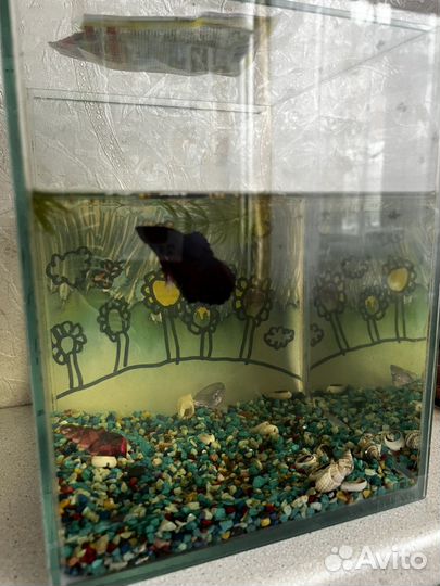 Рыбка петушок с аквариумом