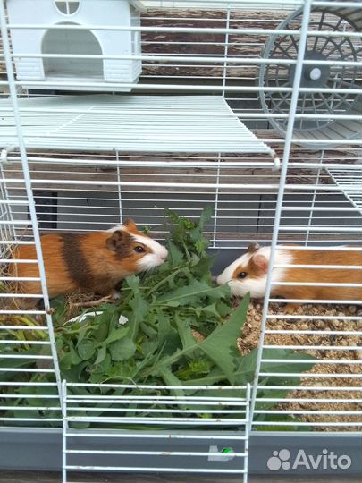 Продам морских свинок с клеткой 3000