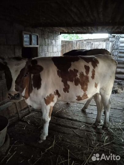 Продаю телок