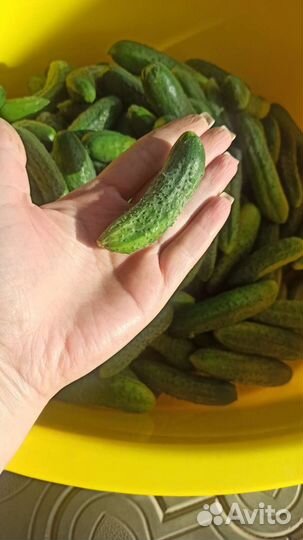 Огурцы корнишоны