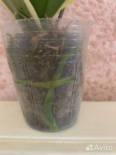 Орхидея Cnia E Yenlin