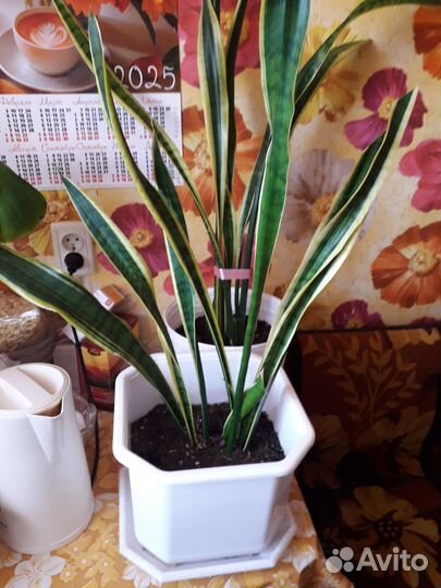 Сансевиерия ларенти