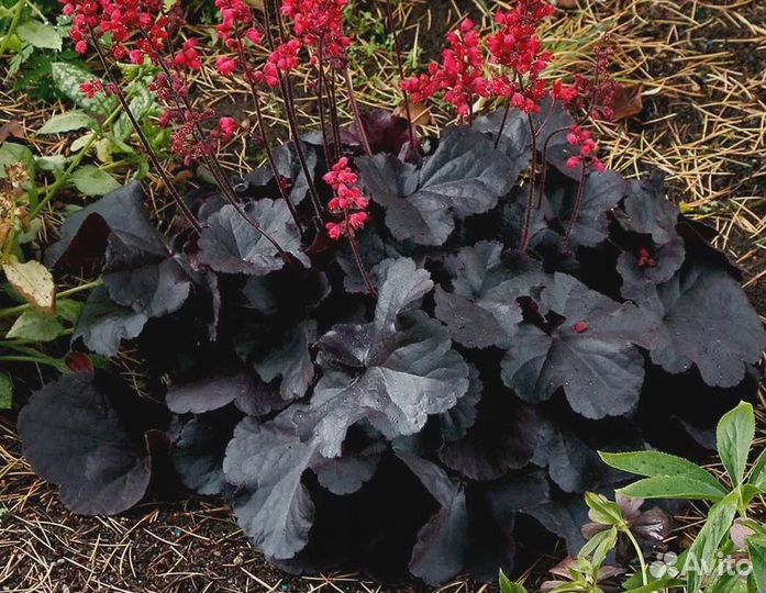 Гейхера Блек Форест