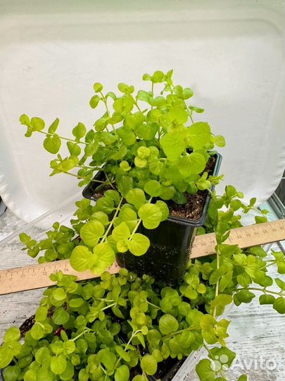 Лизимахия (вербейник монетчатый)