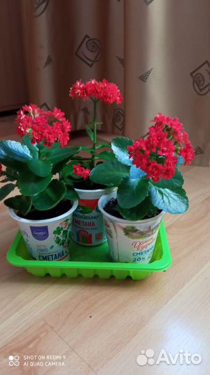 Коланхое цветущее