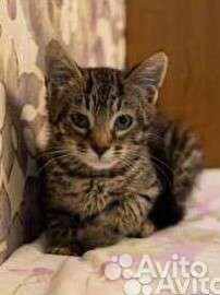 Котенок в добрые руки