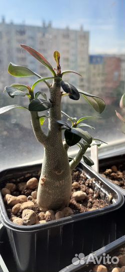 Адениум тучный