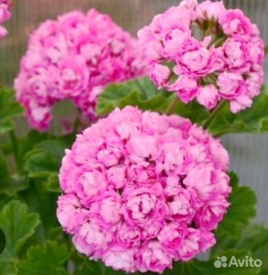 Пеларгония