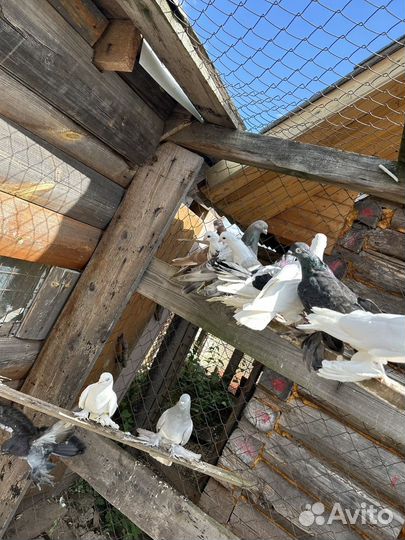 Продам голубей