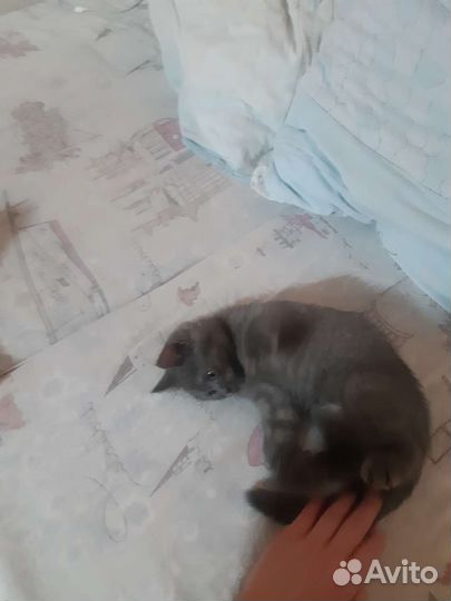 Котенок в дар бесплатно