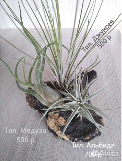 Тилландсии атмосферные ч.2