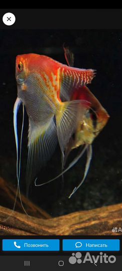 Обслуживание,ремонт,запуск аквариумов