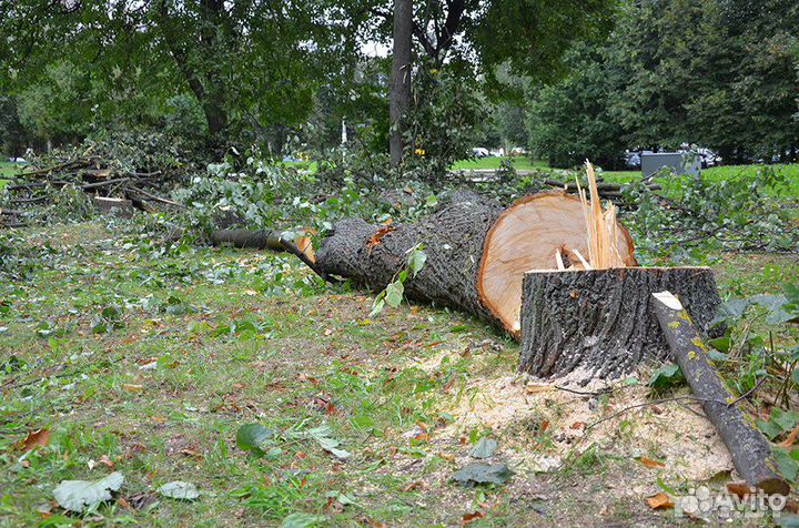 Спил деревьев