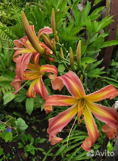 Продам лилейники