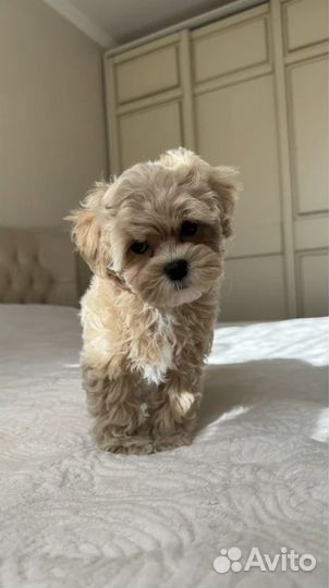 Мальтипу ф1 щенки