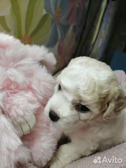 Щенок Мальтипу, примерная дата родов 28.10