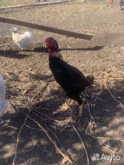 Бойцовые петухи о шамо