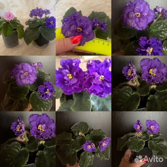 Фиалка(или поменяю на другой сорт)