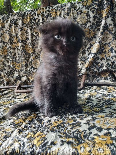 Отдам в хорошие руки котят