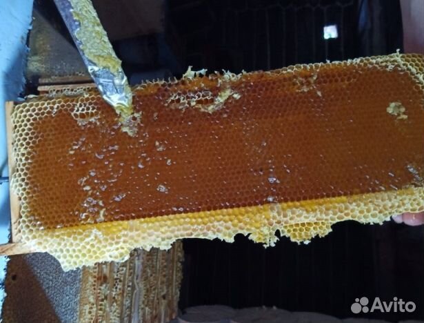 Мёд 24 года из Алтая оптом