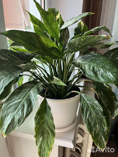 Спатифиллум