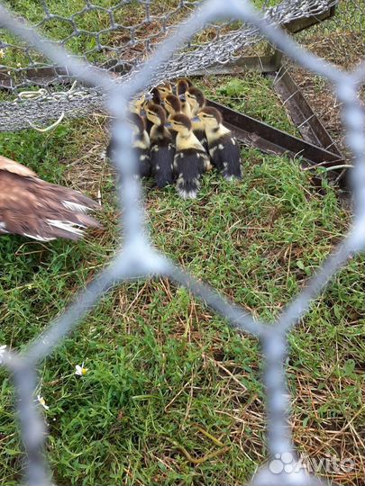 Утка с утинятами